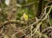 6-Tarin des aulnes | Spinus spinus | Eurasian Siskin